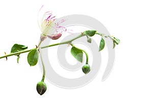 Caper plant. Capparis spinosa on white background