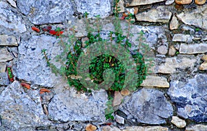 Caper plant on stone wall
