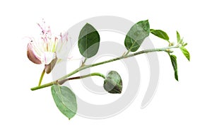 Caper plant on white. Capparis spinosa branch photo