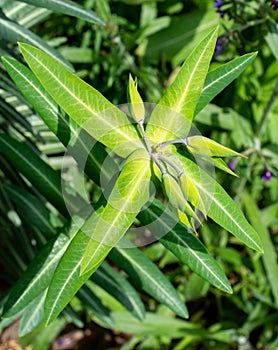 Caper spurge, Euphorbia lathyris