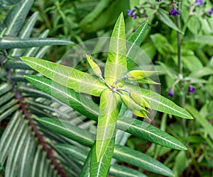 Caper spurge, Euphorbia lathyris photo