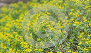 Caper spurge Euphorbia spinosa, plant with green-yellow flowering plants