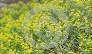 Caper spurge Euphorbia spinosa, plant with green-yellow flowering plants photo