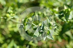 Caper spurge plant is believed to repel moles so its known as mole plant