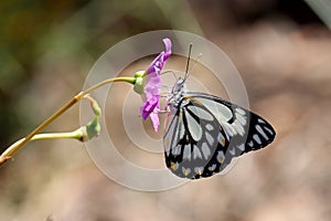 Caper White Butterfly