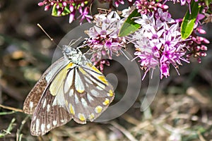 Caper White Butterfly Feeding on Hebe Wiri Charm Flowers, Romsey, Victoria, Australia, December 2020