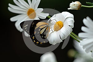 Caper White Butterfly on a flower