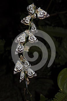 Caper white butterfly at night