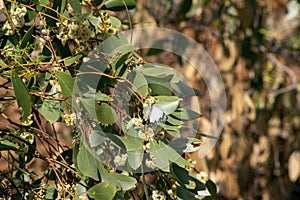 Caper white or common white butterfly belenois java perched on a eucalyptus flower