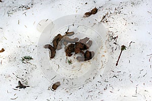 Capercaille excrements in snow