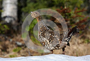 Capercaillie photo