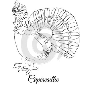 Capercaillie bird coloring. Vector outline