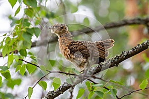 Capercaillie chick sitting on a tree branch photo