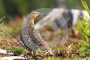 Capercaillie hen