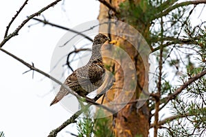 Capercaillie sits on a pine branch