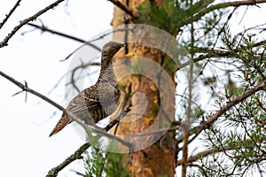 capercaillie sits on a pine branch