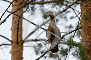 Capercaillie sits on a pine branch