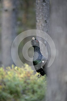 Capercaillie, Tetrao urogallus