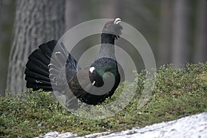 Capercaillie, Tetrao urogallus