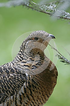 Capercaillie, Tetrao urogallus