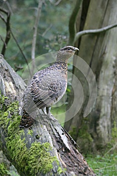 Capercaillie, Tetrao urogallus