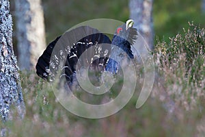 Capercaillie Tetrao urogallus adult male display photo