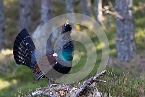 Capercaillie Tetrao urogallus adult male display photo