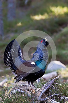 Capercaillie Tetrao urogallus adult male display photo