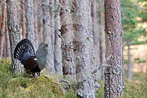 Capercaillie Tetrao urogallus adult male display photo