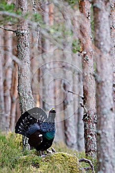 Capercaillie Tetrao urogallus adult male display photo