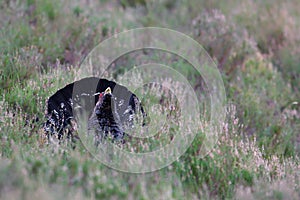 Capercaillie Tetrao urogallus adult male display photo