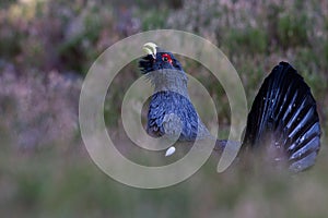 Capercaillie Tetrao urogallus adult male display
