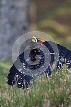 Capercaillie Tetrao urogallus adult male display photo