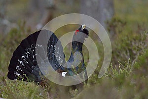 Capercaillie (Tetrao urogallus) male in the spring forest. The western capercaillie (Tetrao urogallus)