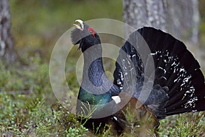 Capercaillie (Tetrao urogallus) male in the spring forest. The western capercaillie (Tetrao urogallus)