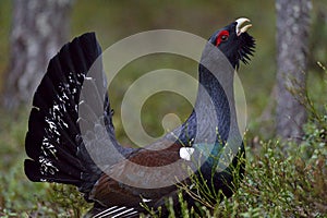 Capercaillie (Tetrao urogallus) male in the spring forest. The western capercaillie (Tetrao urogallus)