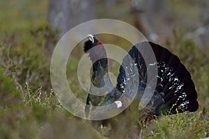 Capercaillie (Tetrao urogallus) male in the spring forest. The western capercaillie (Tetrao urogallus)