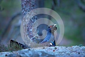 Capercaillie, Tetrao urogallus, on the mossy stone in pine tree forest, nature habitat from Sweden. Dark bird Western Capercaillie