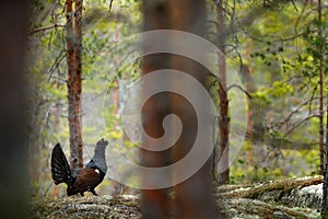 Capercaillie, Tetrao urogallus, on the mossy stone in pine tree forest, nature habitat from Sweden. Dark bird Western Capercaillie