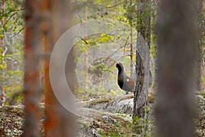 Capercaillie, Tetrao urogallus, on the mossy stone in pine tree forest, nature habitat from Sweden. Dark bird Western Capercaillie photo