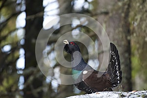 Capercaillie, Tetrao urogallus in natural habitat