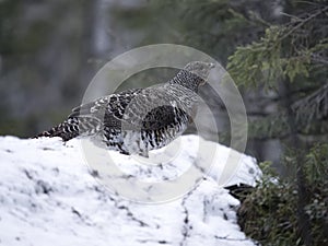 Capercaillie, Tetrao urogallus photo