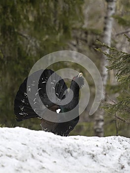 Capercaillie, Tetrao urogallus photo