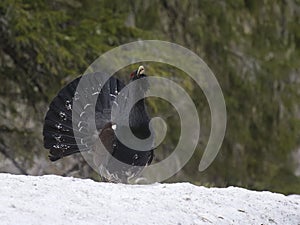 Capercaillie, Tetrao urogallus photo