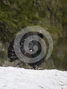 Capercaillie, Tetrao urogallus photo