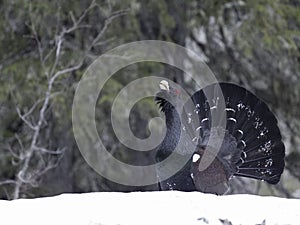 Capercaillie, Tetrao urogallus photo