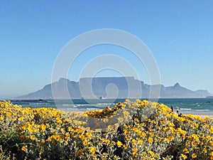 Capetown in bloom