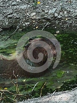 Capibara