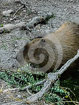 Capibara