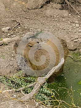 Capibara